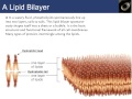 David Peters   BIOL M01 Introduction to Biology Spring 2013 02212013